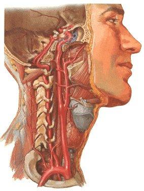 4 BA ise serebellumun büyük bir kısmını (a. inferior anterior cerebelli -AICA, a. cerebelli superior -SCA), iç kulağın (a. labyrinthi), pons un (aa.