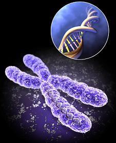 Şekil 2.3 Temsili kromozom resmi Normal vücut hücreleri biri anneden, diğeri babadan gelen birer kromozom takımına sahiptir.
