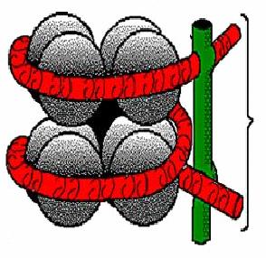 DNA NÜKLEOZOM HİSTON PROTEİNLERİ Şekil 2.5 Nükleozom biriminin yapısı 2.4.2 Kromozomların yapısı Kromozom üzerinde genelde primer ve sekonder olmak üzere iki boğum bulunur (Şekil 2.6). Şekil 2.6 Kromozom yapısı Primer boğum; her kromozomu eşit veya eşit olmayan iki kola ayırır.