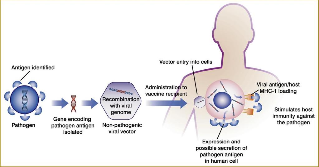 Viral vektör aşılar Antijeni kodlayan genler patojenite genleri uzaklaştırılmış