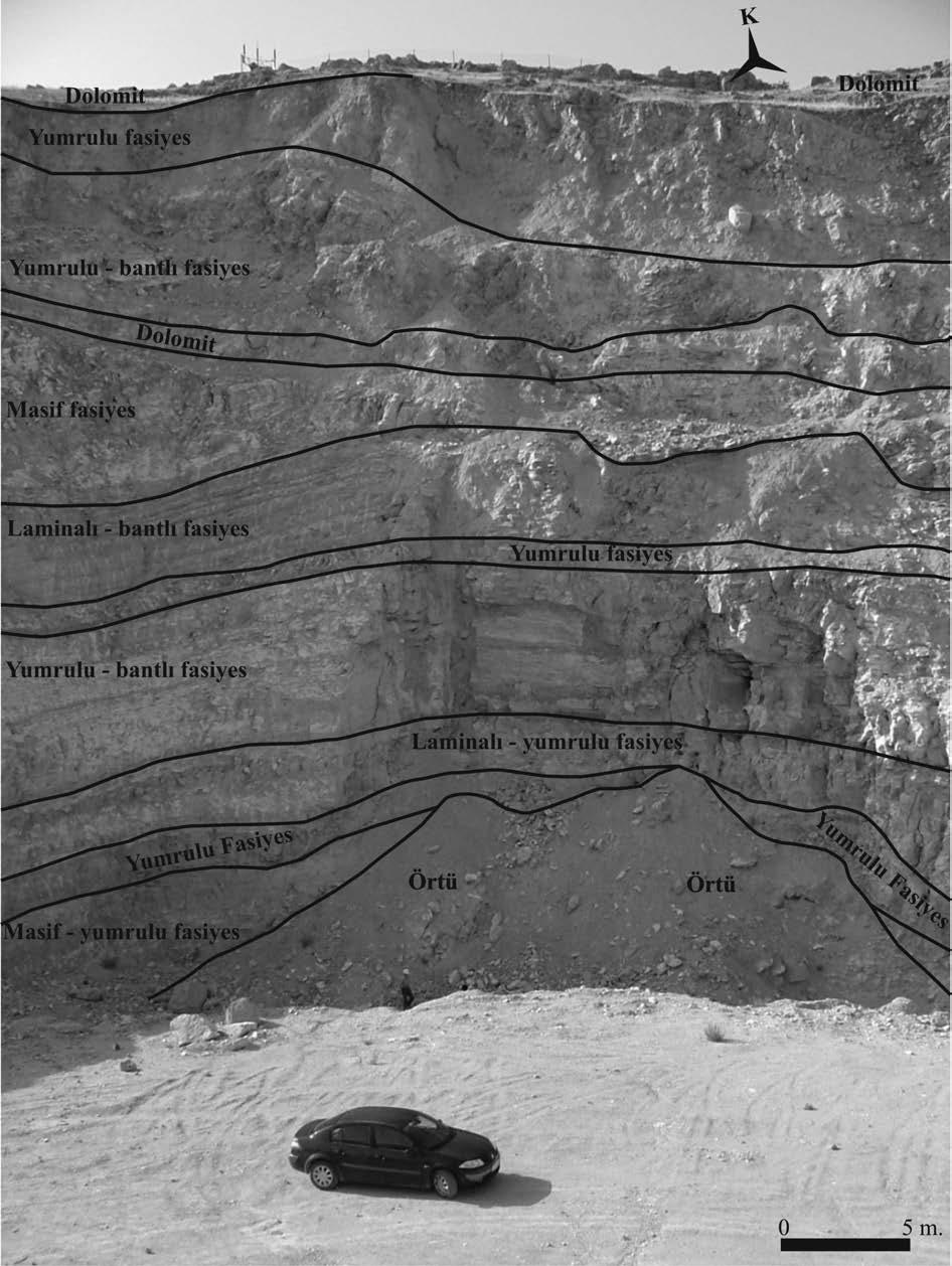 10 Yerbilimleri Şekil 7. Mehmet Sever jips ocağı ölçülü stratigrafik kesitindeki litofasiyesler.
