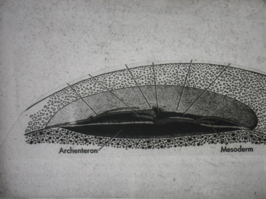 Chorda dorsalis ve