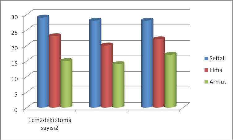 Bitki Şeftali 1cm2deki stoma sayısı2 1.Gözlem 29 TABLO-X TABLO-Y 2.Gözlem 3.