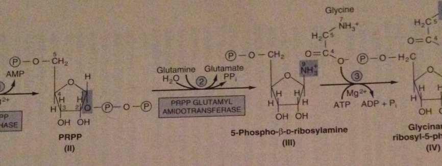 2 N-glikozidik bağın sentezinde glutaminnitrojen