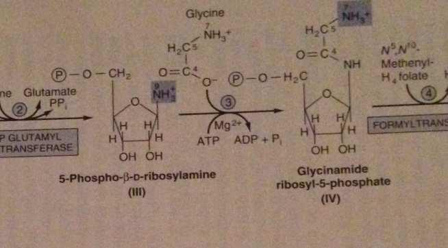 3 5-fosfo-beta-ribozilamin (III) glisin ile kondensasyonu sonucu glisinamid