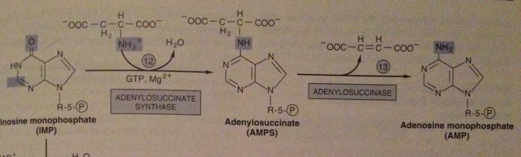 IMP AMP ve GMP 12. Aspartatın IMP ye eklenmesiyle Adenilosüksinat meydana gelir. Adenilosüksinat sentaz Reaksiyonu 8.