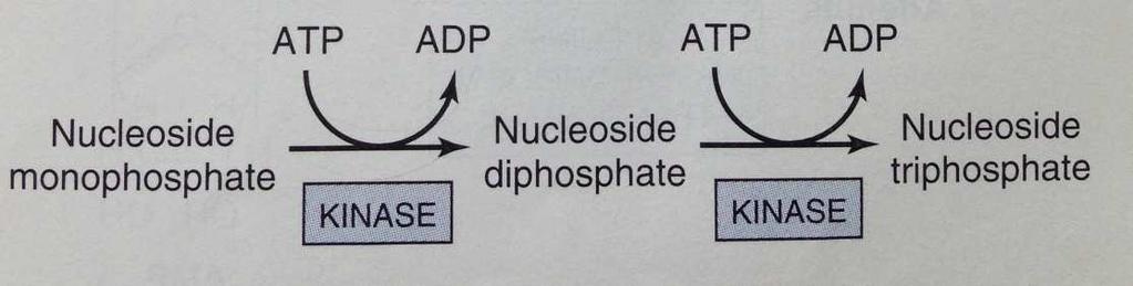 AMP ve GMP mononükleotidleri nükleosid difosfatlarına (ADP ve GDP) ATP den fosforil Transferi ile dönüşür.