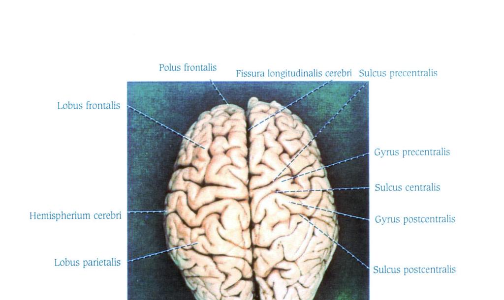 Lobus frontalis Polus frontalis Fissura longitudinalis cerebri Sulcus precentralis Gyrus precentralis Hemispherium cerebri Sulcus