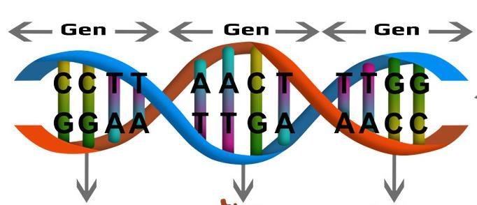 GEN VE ÖZELLİKLERİ Gen nükleotidlerin birleşmesiyle oluşan (yaklaşık 1000-1500 nükleotid), canlının sahip olduğu özellikleri belirleyen ( saç rengi, göz rengi,kan