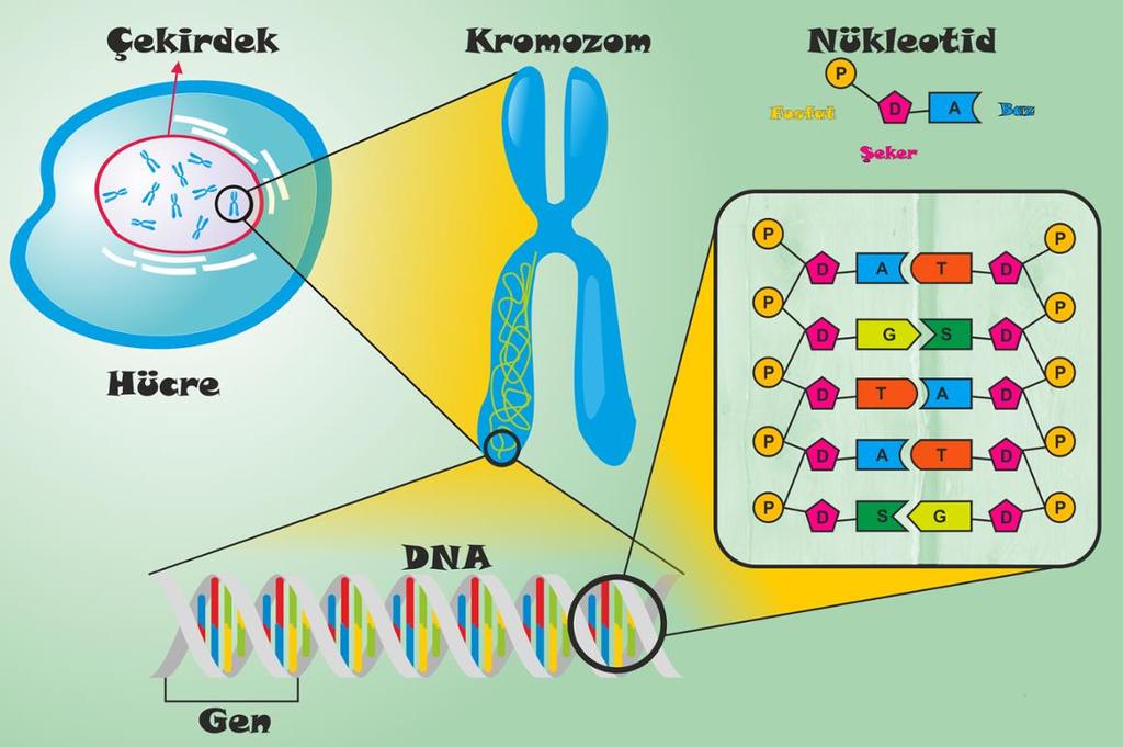 Göz geni Saç geni Kan grubu geni Nükleotidler birleşerek genleri, genler birleşerek DNA yı oluşturur. DNA lar birleşerek ise Kromozomu oluşturur.