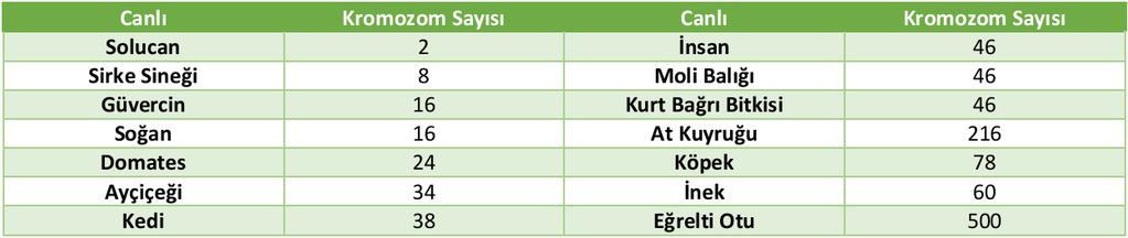 Kromozom ve yapısı Kromozom, DNA'nın etrafını özel proteinlerin sarması sonucu oluşan ve şekli X'e benzeyen kalıtım maddesidir.