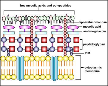 Mycobacterium