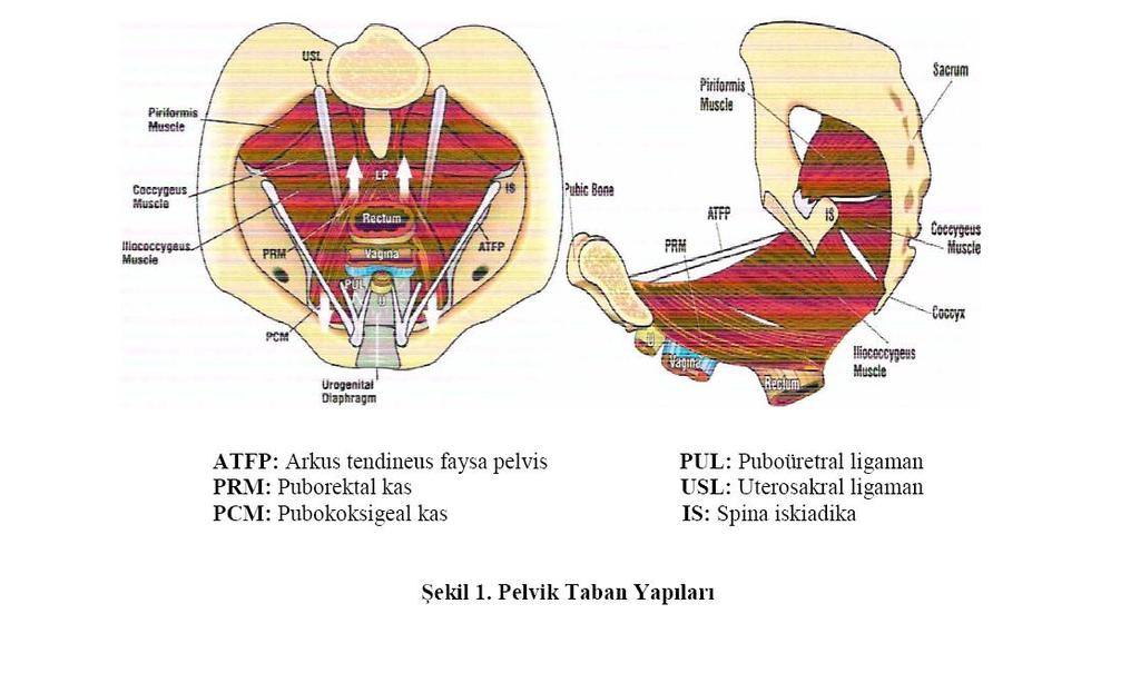 6 fasyaya ve koksikse bağlanır. Pubokoksigeus ise lateralde pubik ramusa tutunur; mesane, üretra, vajina ve rektumu sarar.