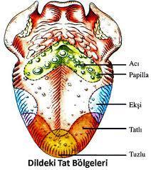 facialis (chorda tympani) 1/3