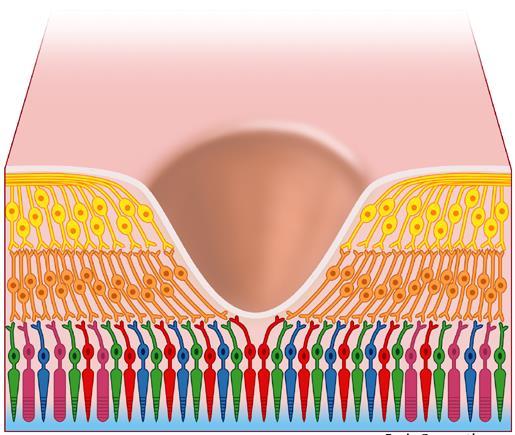 Ganglion hücre tabakası Fovea centralis Bipolar hücre