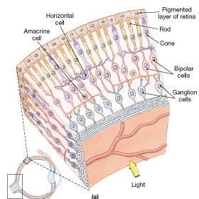 Stratum limitans internum 2 1 Not: 10 tabakalı yapı sadece pars optica retinae için geçerlidir Renk körlüğü Üç tip koni vardır ve farklı renklere