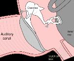 MEMBRANA TYMPANI Meatus acusticus externus 55 Membrana tympani Kulak zarı aydınlatılarak