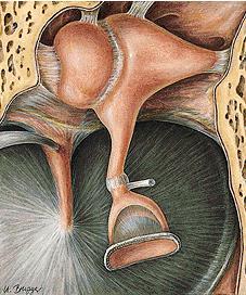 CAVITAS TYMPANI sagittal uzunluk: