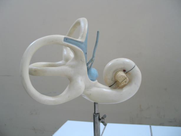 Cochlea