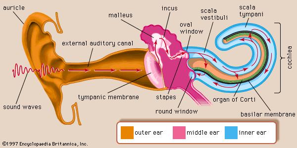 İŞİTME YOLLARI Ses dalgaları Auricula Meatus acusticus externus Membrana tympanica Malleus incus Basis stapedis Fenestra