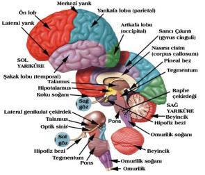 Beyin yarımkürelerinin facies superolateralis, facies medialis, facies inferior olmak üzere 3 yüzeyi vardır. Oluklarla 4 loba ayrılır.