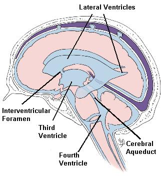 CEREBELLUM Embriyolojik olarak duysal ünitelerden gelişmiştir. Cerebellum doğrudan hareketin başlatılmasını sağlamaz; muskuler koordinasyonda rol oynar.