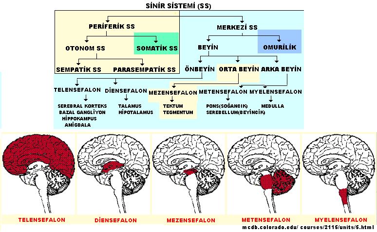 Dura mater ile arachnoidea mater arasında potansiyel bir boşluk olan spatium subdurale (subdural