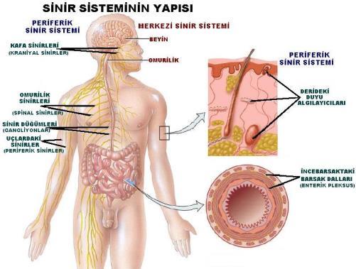 . Arachnoidea mater: İnce bağ dokusu olup, sulcuslara girmeden beyni sarar.