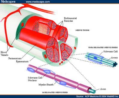 Her bir omurilik segmentinden birer çift olmak üzere, tüm omurilikten toplam 31 çift spinal sinir çıkar. Boyun Göğüs Bel Sakral Koksigeal 8 çift n. cervicales 12 çift n. thoracici 5 çift n.