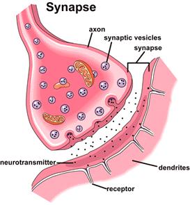 Sinir impulsunun bir nörondan diğer bir nörona geçişini sağlayan özelleşmiş bağlantı yerlerine sinaps (sinapsis) denir.