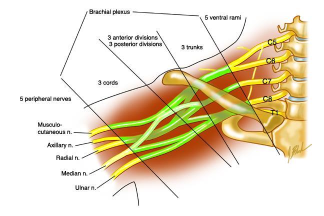 vagus, n. hypoglossus ve n. accessorius ile bağlantı kurar. ( pleksus oluşumuna katılmayan servikal spinal sinirlerin arka dalları. n. Suboccipitalis (C1), n.