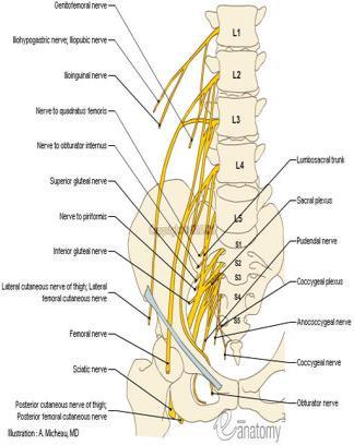Plexus lumbalis (bel pleksusu) Lumbal pleksus, ilk dört lumbal spinal sinir(l1-2-3-4) in ön dalları ile oluşturulur. Plex. Lumbalis N. İliohypogastricus n. iliopubicus (T12-L1).