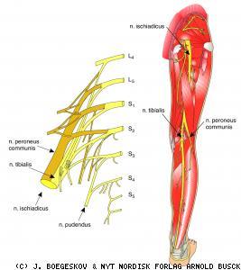 N. ischadicus (siyatik sinir) En kalın ve en uzun sinir olup, plex. sacralis oluşumuna katılan tüm sinirlerden (L4-5 S1-2-3) lifler alır. Uyluk 1/3 arka, altta n. tibialis n. peroneus communis n.