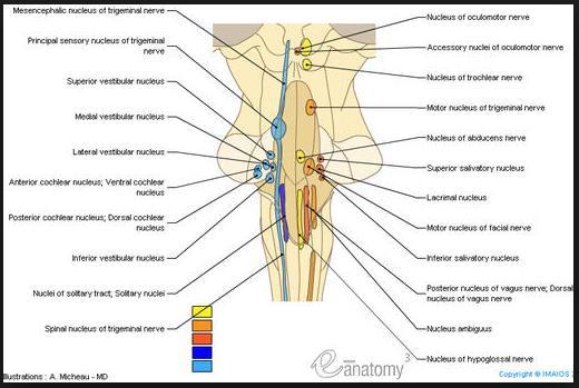 cardiacus, intramural. Nuc. Ambiguus. - Medulla spinalis te bulunan torakolumbal fokuslar. T1-L2 segmentlerin lateralinde columna intermediolateralis, sempatik fokus olarak işlev görür.