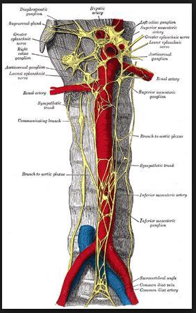 Otonon ganglionlar - Ganglia prevertebrales: Bazı preganglioner lifler, truncus sympathicus ta paravertebral ganglionda sinaps yapmadan, preganglioner özelliklerini koruyarak, columna vertebralisin