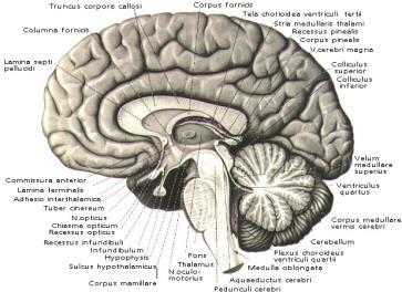 BEYİN Beyin (Encepalon) - Cerebrum (beyin yarımküreleri telencephalon) - Diencephalon (ara beyin) - Truncus cerebri (beyin sapı) - Cerebellum (beyincik) Embriyolojik olarak: -