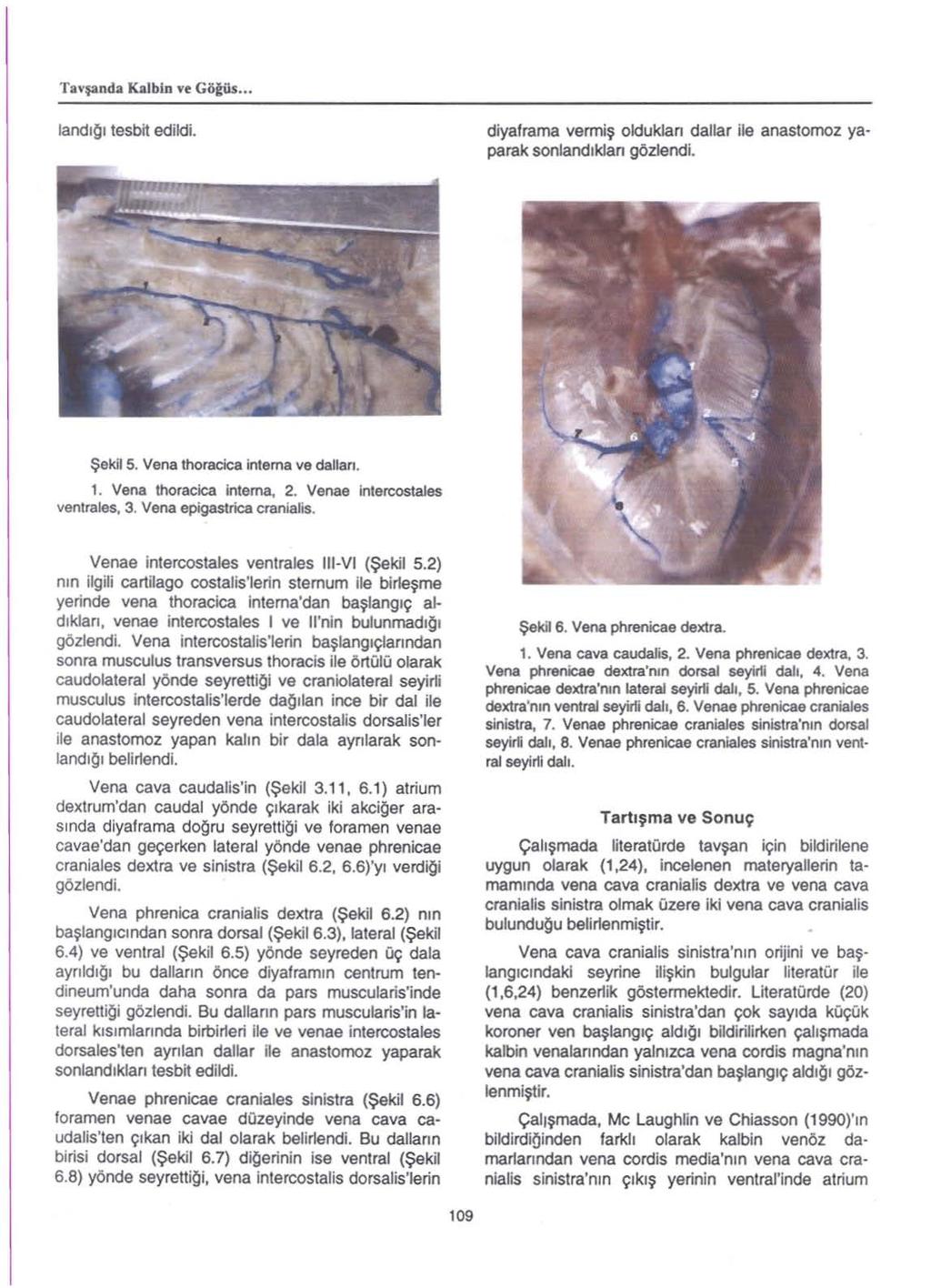 Ta vşa n d a Kalbin ve Göğüs.. Ia n dı ğı tesbit edildi. diyaframa vermiş oldukları dallar ile anastomoz yaparak sonlandıkları gözlendi. Şekil 5. Vena thoracica intema ve dalları. 1.