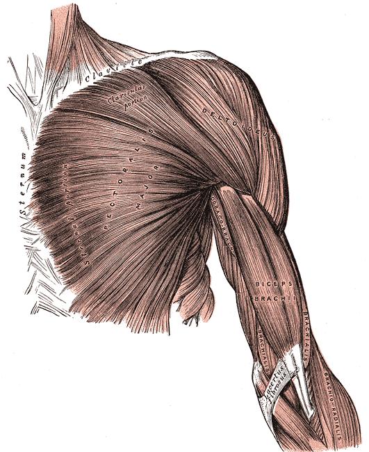 Multipennate ve fusiform Deltoid,