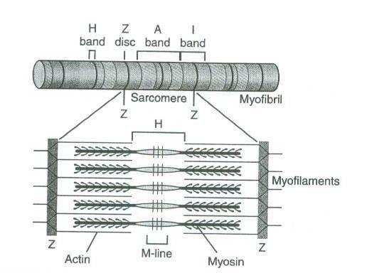 Tek sarkomerin genişletilmiş görüntüsü aktin ve