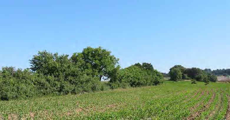 Habitatında bulunan yaşlı cevizlerin tamamına yakını kesilmiştir. Habitatının hemen yanında taş ocağı faaliyet göstermektedir.