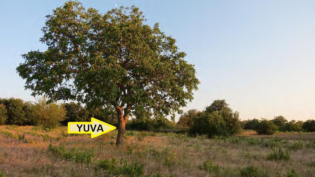 5- Havsa Şerbettar (yeni lokalite): Eski bağlık alanda tek bir ceviz ağacında elde edilmiştir. Habitatı bağlık alandan tarım arazisine dönüşmektedir. Örnek elde edilmiştir (Şekil 38, 68-69). Şekil 68.