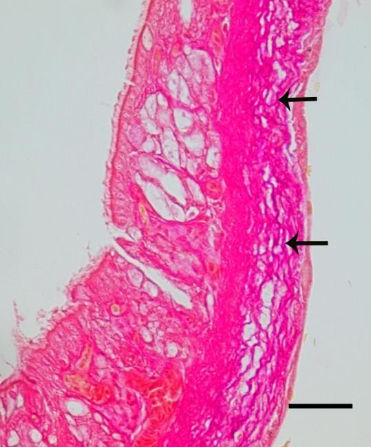 Elastik fibril Sirinksin trakeyal kısmına ait epitel altında ince fibriler tarzda yerleşim