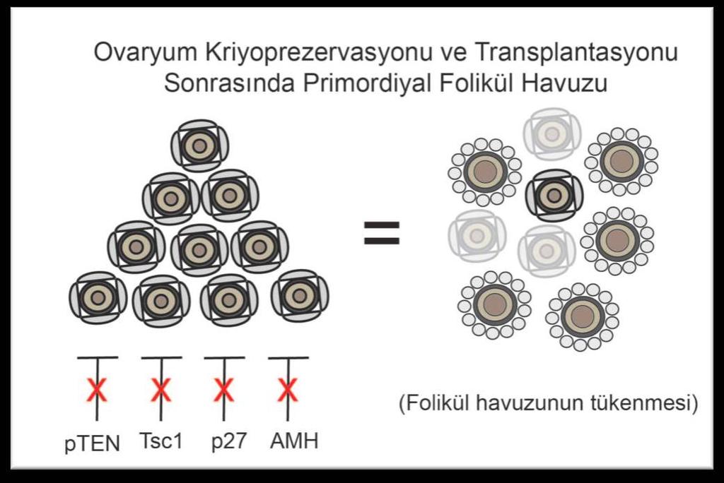 2- Taze ve dondurulup- çözüldükten sonra transplante edilen