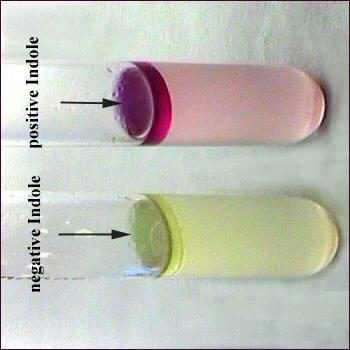 Testin yapılıģ tekniği; Ġncelenecek bakteri kolonisinden özeyle alınarak temiz bir tüp içinde bulunan triptofandan zengin bir sıvı besiyerine ekim yapılır.