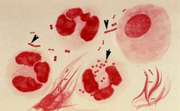 2.3. Neisserialar Bu gruptaki bakteriler, ikiģerli diplokoklar halinde bulunur.