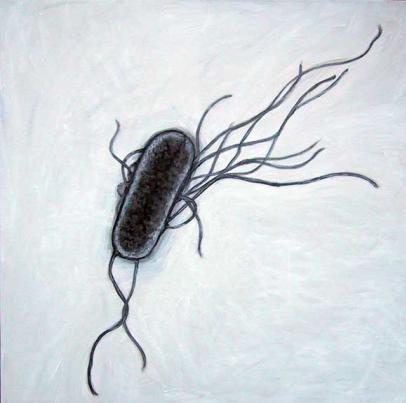 2.8.1. Escherichia Coli Morfolojisi Escherichia coli hareketli, sporsuz, kirpikli, düz, uç kısımları gram (-) basildir. Bazı suģları kapsüllüdür.
