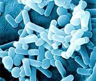Morfolojisi Enterobacter hareketli, sporsuz, çoğunlukla kapsülsüz veya ince kapsüllü, gram (-) basildir. Üreme Özellikleri Resim 2.
