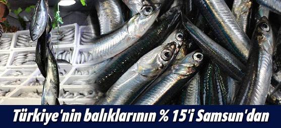 36 Samsun da 2010-2017 döneminde toplam su ürünleri üretimi 25 bin tondan %134 artışla 59 bin tona çıkmıştır.