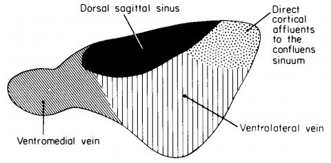 25 Frontal ve parietal kısımların dorsal ve lateral yüzlerinin venöz drenajı dorsal sagittal sinüse olmaktadır.