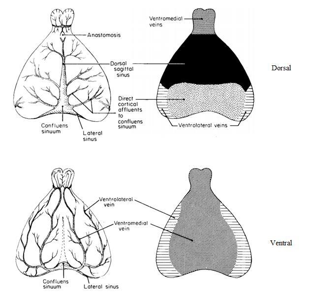 26 Şekil 11. serebral venöz sistemin dorsal ve ventral görünümü[121] 2.8. Tiyopental Farmakokinetiği ve Farmakodinamiği Tiyopental çok hızlı bir barbitürat türevidir.